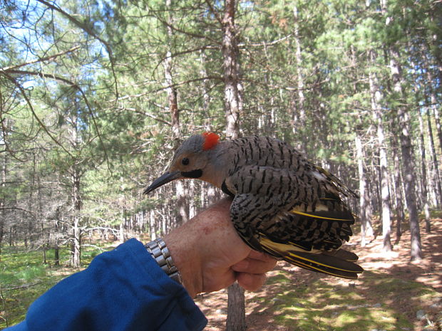 woodpecker  -   Datel