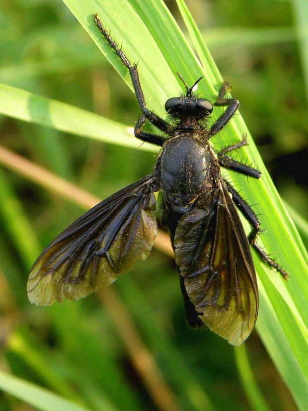 muchárka - samec Dasypogon diadema