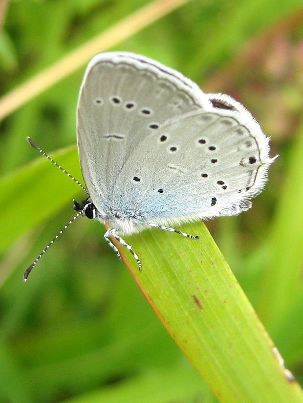 modráčik lucernový  Cupido decoloratus