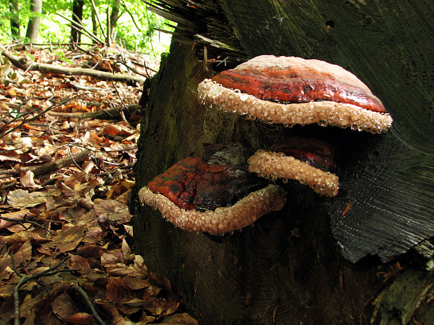 lesklokôrovka Ganoderma sp.