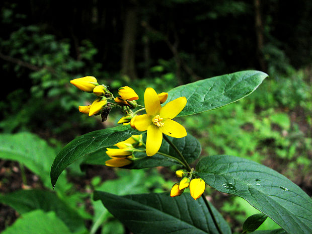 čerkáč obyčajný Lysimachia vulgaris L.