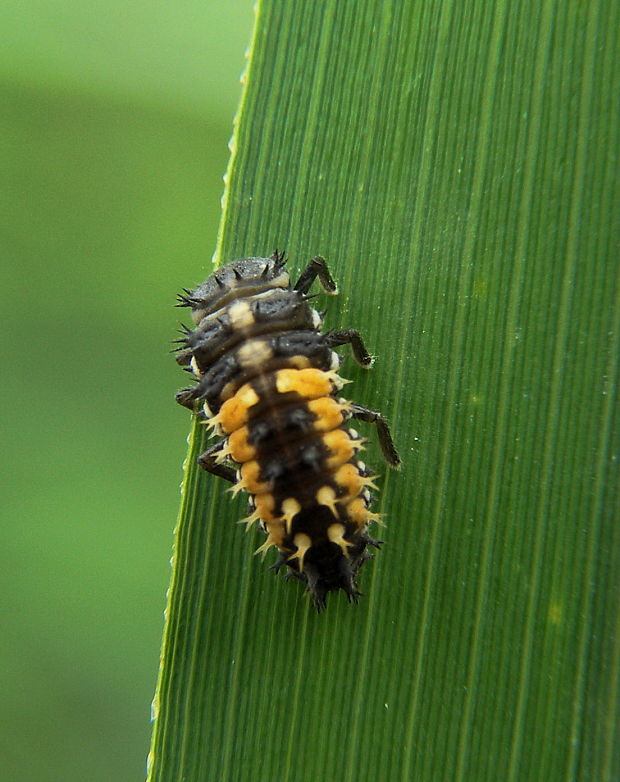lienka-larva Harmonia axyridis.