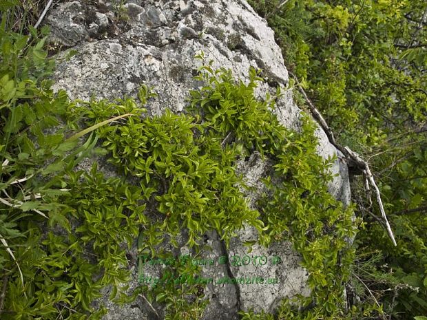 rešetliak skalný Rhamnus saxatilis Jacq.