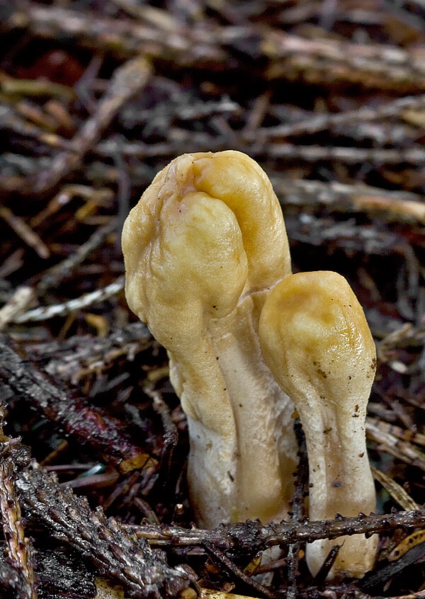 kyjovec tmavnúci Trichoderma alutaceum Jaklitsch