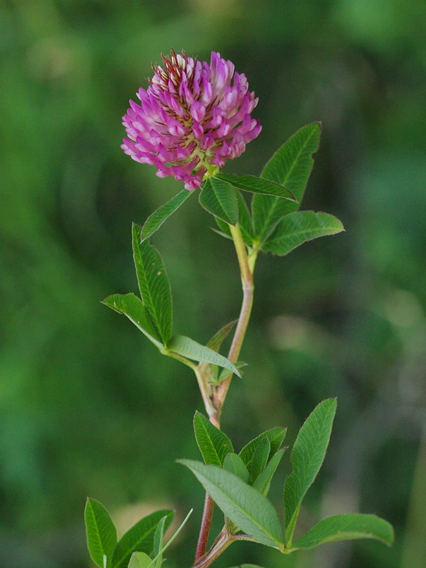 ďatelina alpská Trifolium alpestre L.