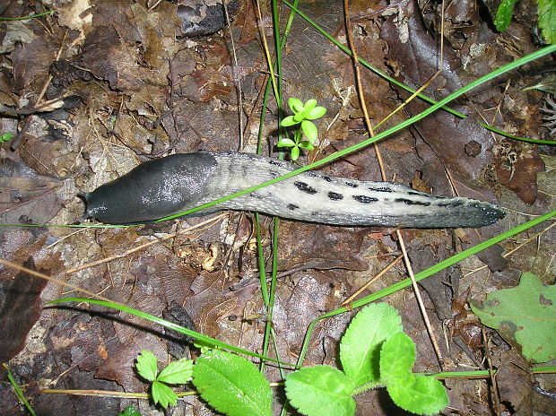 sliziak škvrnitý? Gomphidius maculatus