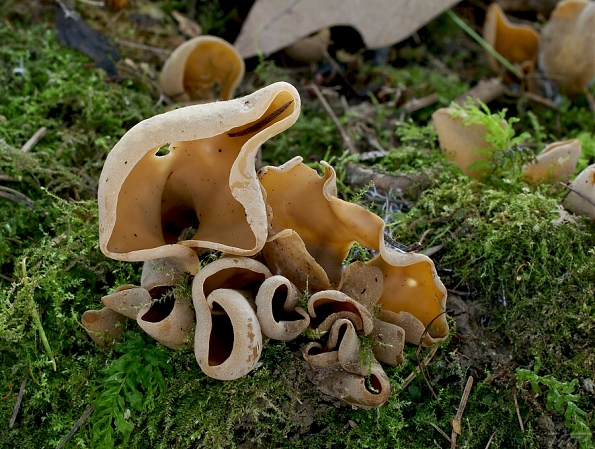 uško kožovožlté Otidea alutacea (Pers.) Massee