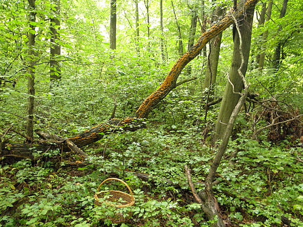 biotop-lužný les