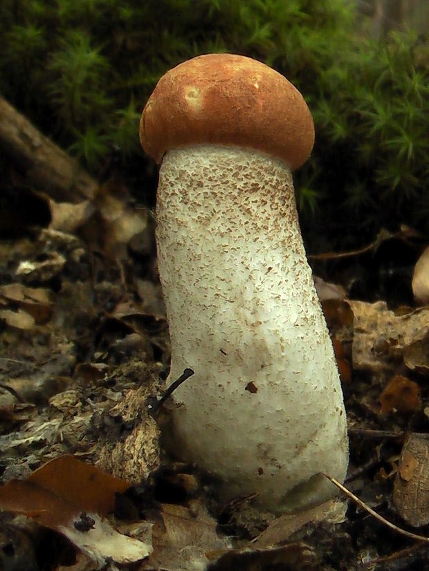 kozák dubový Leccinum aurantiacum (Bull.) Gray