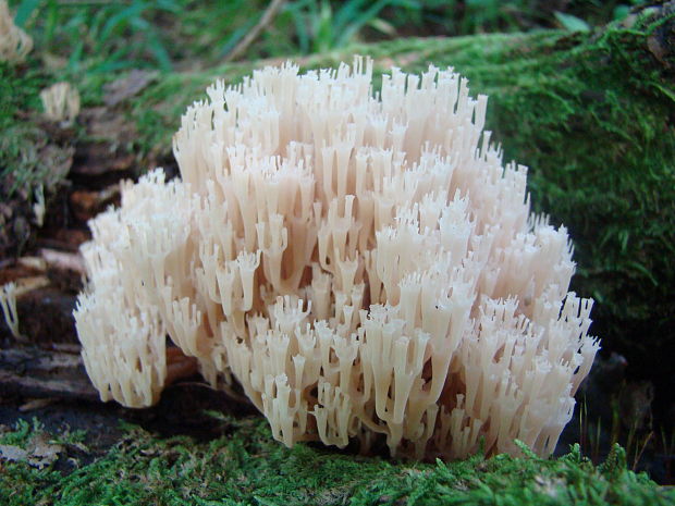 korunovec svietnikovitý Artomyces pyxidatus (Pers.) Jülich