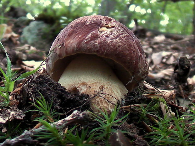 hríb sosnový Boletus pinophilus Pil. et Dermek in Pil.