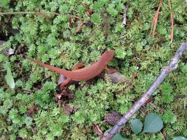 americka salamandra Notophthalmus viridescens viridescens