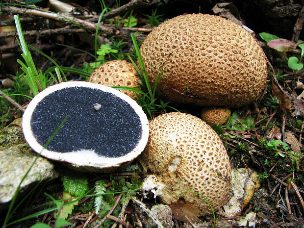 pestrec obyčajný Scleroderma citrinum Pers.