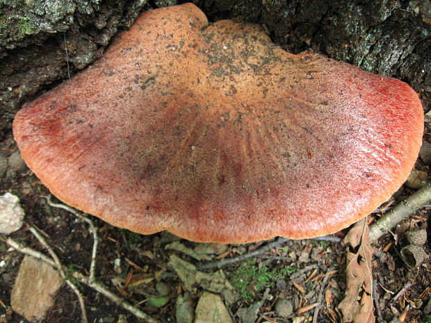 pečeňovec dubový Fistulina hepatica (Schaeff.) With.
