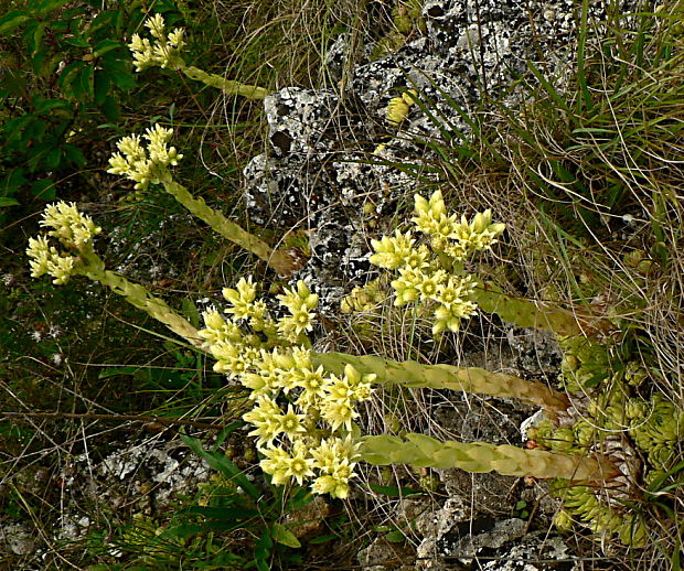skalničník guľkovitý Jovibarba globifera (L.) J. Parn.