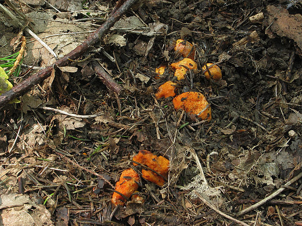 mäsovica oranžová Stephanospora caroticolor (Berk.) Pat.