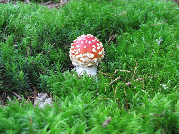 muchotrávka červená Amanita muscaria (L.) Lam.