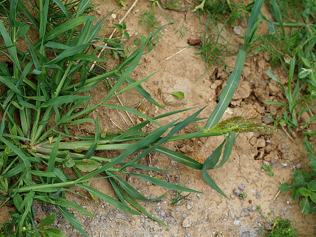 ježatka kuria Echinochloa cf. crus-galli (L.) P. Beauv.