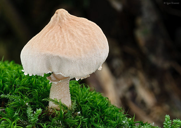 zrnivka Cystoderma sp.