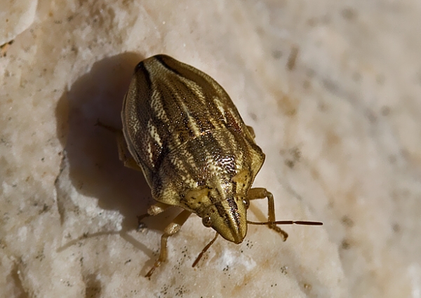 . Odontotarsus purpureolineatus