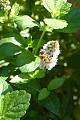 včelička berie nektár z kvetov mäty piepornej