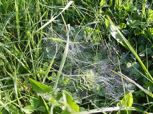 pavučinka v tráve