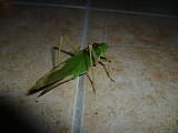 kobylka zelena