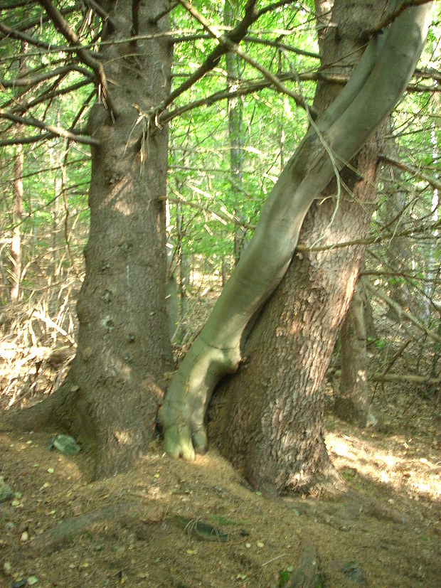 buk lesný Fagus sylvatica L.