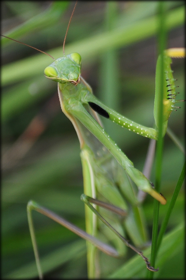 modlivka zelená  Mantis religiosa