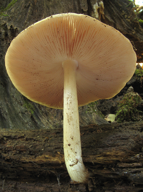 štítovka biela Pluteus pellitus (Pers.) P. Kumm.