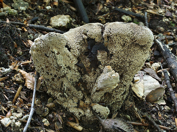 jelenkovka Hydnellum compactum (Pers.) P.Karst.