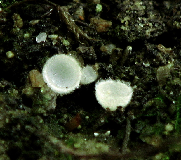 poháročka snehobiela Leucoscypha leucotricha (Alb. & Schwein.) Boud.