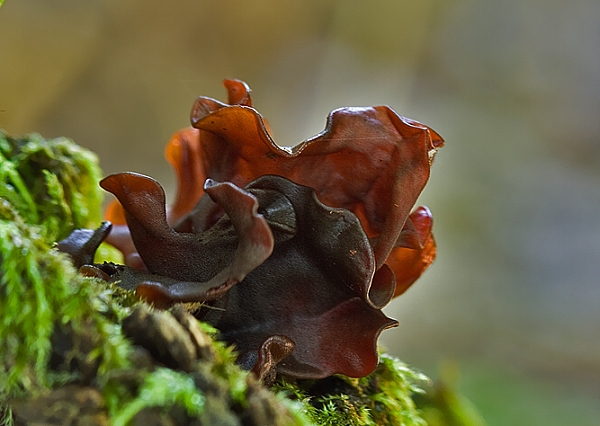 rôsolovka Phaeotremella frondosa (Fr.) Spirin & V. Malysheva