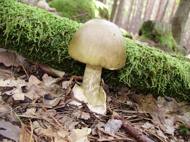 muchotrávka zelená Amanita phalloides (Vaill. ex Fr.) Link