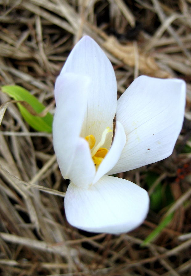 jesienka obyčajná - albín Colchicum autumnale L.