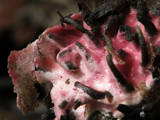 hubožer ružový Hypomyces rosellus (Alb. & Schwein.) Tul. & C. Tul.