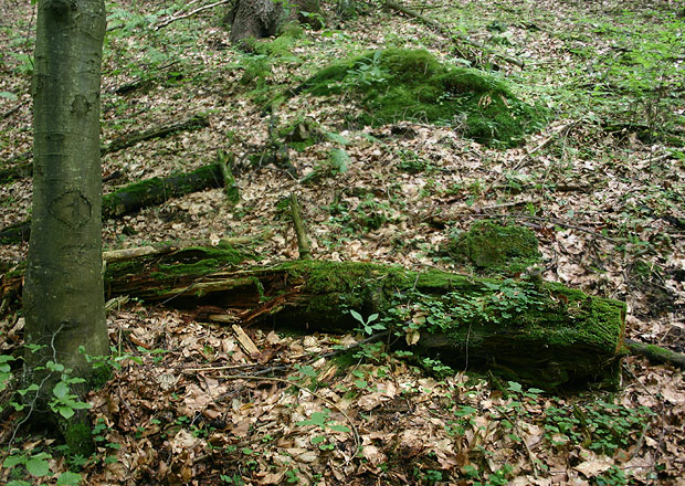 biotop zvončekovca sadzového Picea abies, Hydropus atramentosus
