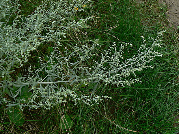 palina pravá - pelyněk pravý Artemisia absinthium L.
