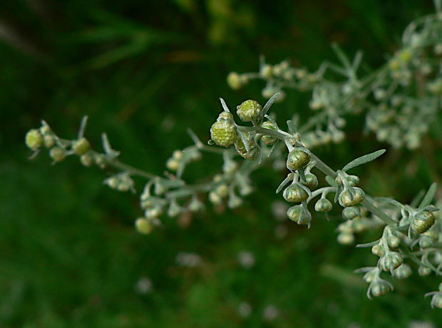 palina pravá - pelyněk pravý Artemisia absinthium L.