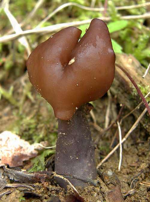 ušiak fialový Gyromitra ambigua (P. Karst.) Harmaja