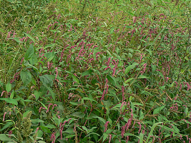 horčiak štiavolistý - rdesno blešník Persicaria lapathifolia (L.) Gray
