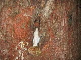 soška p. Márie v strome