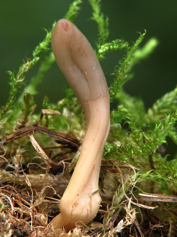 drobnojazýček Microglossum olivaceum (Pers.) Gillet