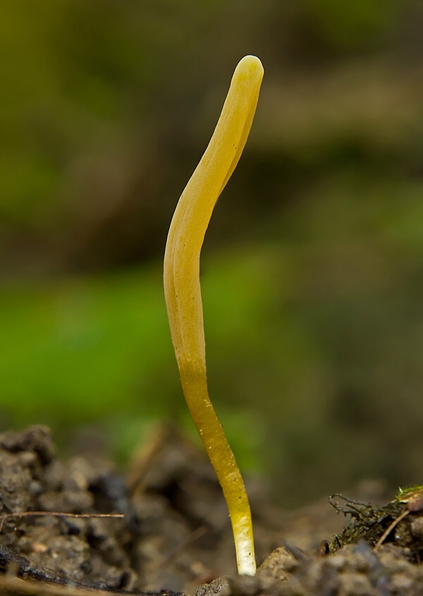 kyjačik Clavaria xantha