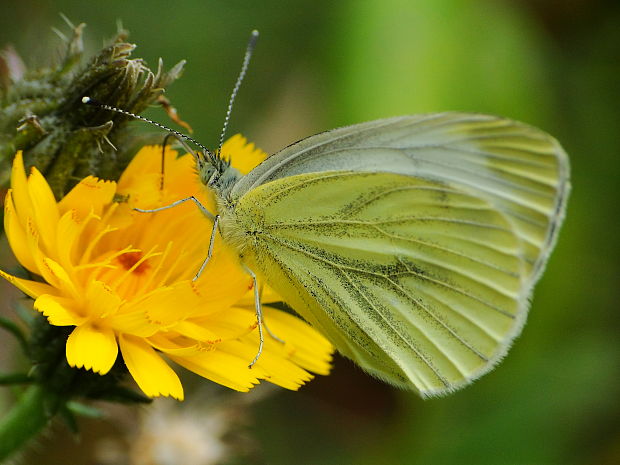 mlynárik repkový Pieris napi