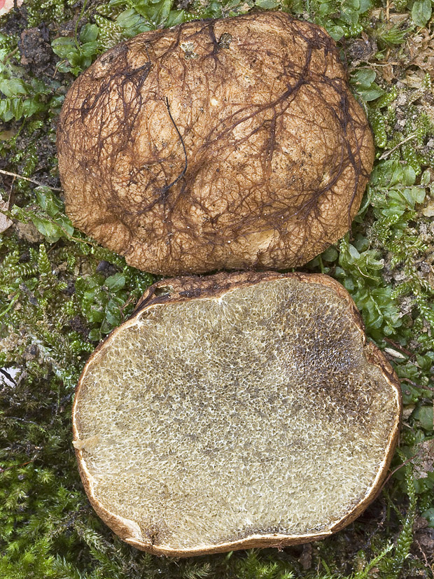 koreňovec žltkastý Rhizopogon cf. luteolus