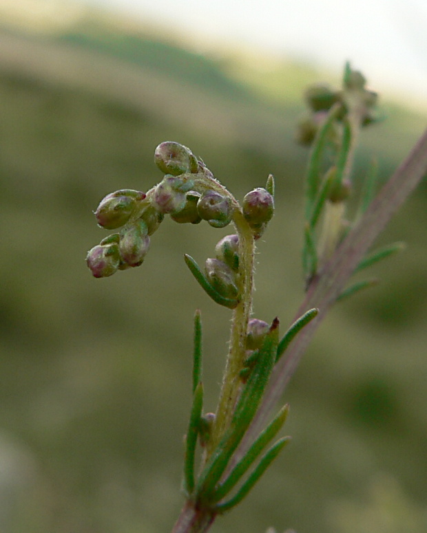 palina poľná - detail Artemisia campestris L.