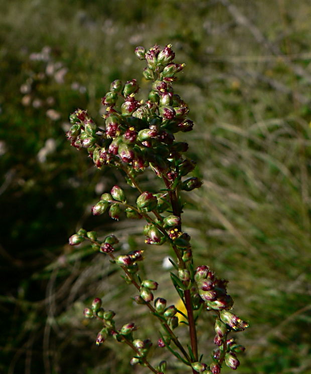 palina poľná - pelyněk ladní Artemisia campestris L.