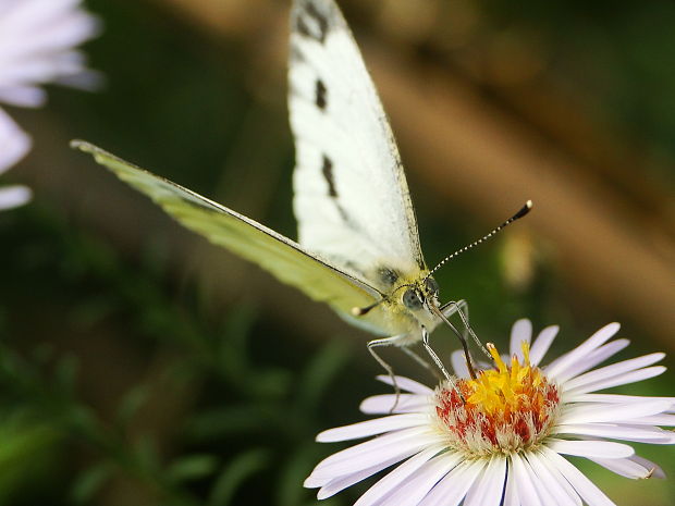 mlynárik repkový Pieris napi