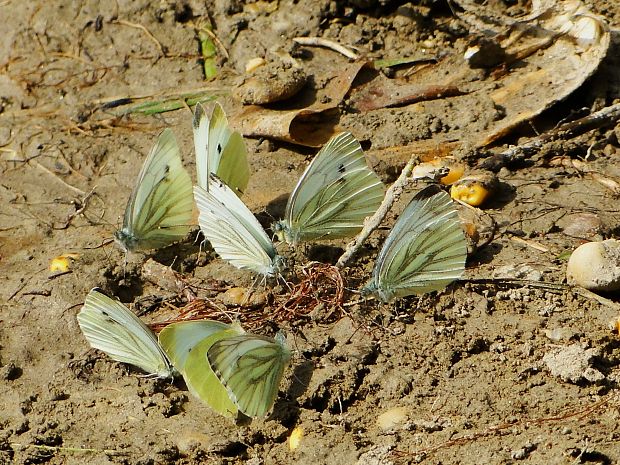 mlynárik repkový Pieris napi